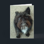 Cartão funny dog birthday greeting card<br><div class="desc">Our little dog was super hyped up this day. One eye is big and one ear is down.</div>