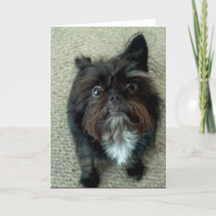 Cartão funny dog birthday greeting card