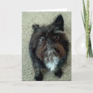 Cartão funny dog birthday greeting card