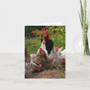 Cartão Funny Farmyard Chickens & Rooster Note Card