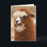 Cartão Funny Llama Birthday<br><div class="desc">Funny Llama Birthday</div>