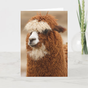 Cartão Funny Llama Birthday