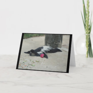 Cartão Funny Monkey Greeting Card