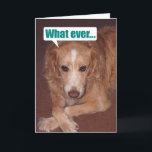 Cartão Funny Mutt with Atitude Birthday Card<br><div class="desc">This is our mixed breed (Golden Retriever and Australian Shepherd),  Chelsea,  with plenty of attitude.</div>