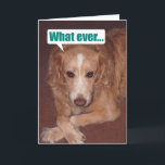 Cartão Funny Mutt with Atitude Birthday Card<br><div class="desc">This is our mixed breed (Golden Retriever and Australian Shepherd),  Chelsea,  with plenty of attitude.</div>