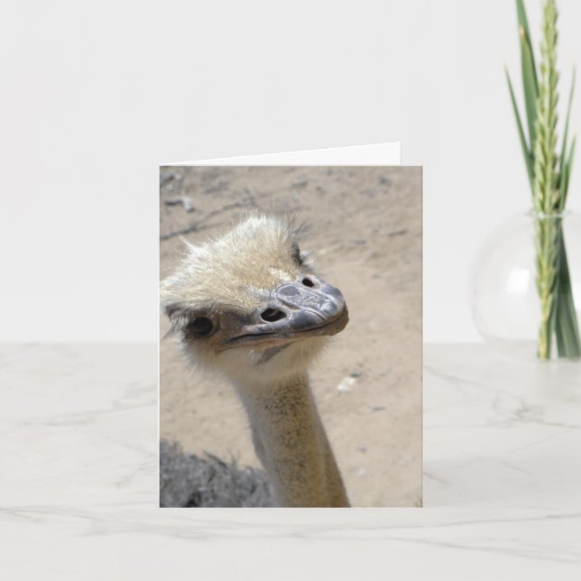 Cartão Funny ostrich notecard (Frente)