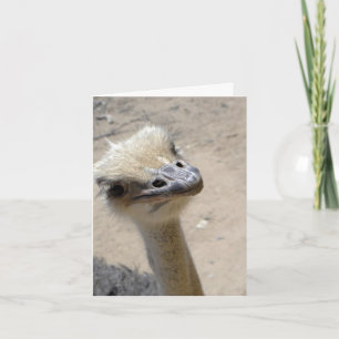 Cartão Funny ostrich notecard
