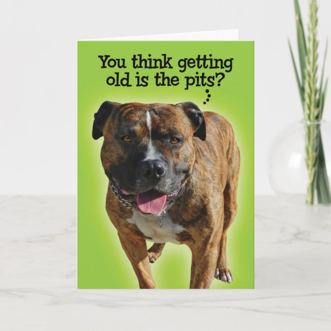 Cartão Funny Pit Bull Birthday Card (Frente)