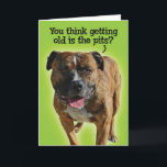 Cartão Funny Pit Bull Birthday Card<br><div class="desc">There are things worse than getting old. Just ask Scout, a very sweet Pitbull mix, what he thinks about getting fixed.</div>