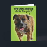Cartão Funny Pit Bull Birthday Card<br><div class="desc">There are things worse than getting old. Just ask Scout,  a very sweet Pitbull mix,  what he thinks about getting fixed.</div>