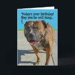 Cartão Funny Pit Bull Birthday Card<br><div class="desc">This well-endowed pit bull is wishing you a happy and well-hung-over birthday. Who could resist a face like that?</div>