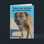 Cartão Funny Pit Bull Birthday Card<br><div class="desc">This well-endowed pit bull is wishing you a happy and well-hung-over birthday. Who could resist a face like that?</div>