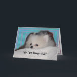 Cartão Funny Puppy Birthday Card<br><div class="desc">Bright mod aqua blue stripes surround a cute white Pomeranian puppy who's asking: You're how old? Inside text says: Have a Happy Birthday anyway!. All text is customizable. © Little Wing Photography & Design</div>