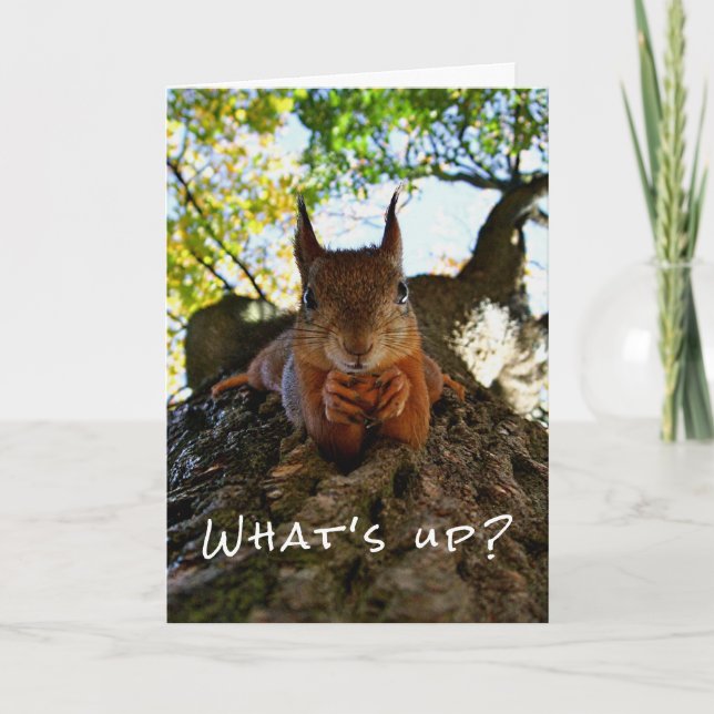 Cartão Funny Squirrel Cute Animals Hello There from Hi (Frente)