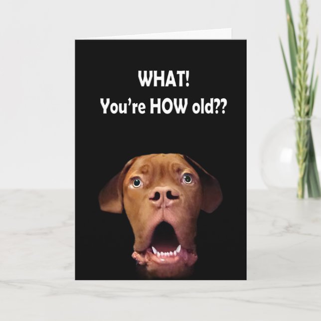 Cartão funny surprised dog birthday card french mastiff (Frente)