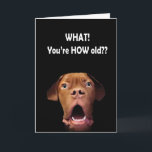 Cartão funny surprised dog birthday card french mastiff<br><div class="desc">My dogue de bordeaux making a surprised face</div>