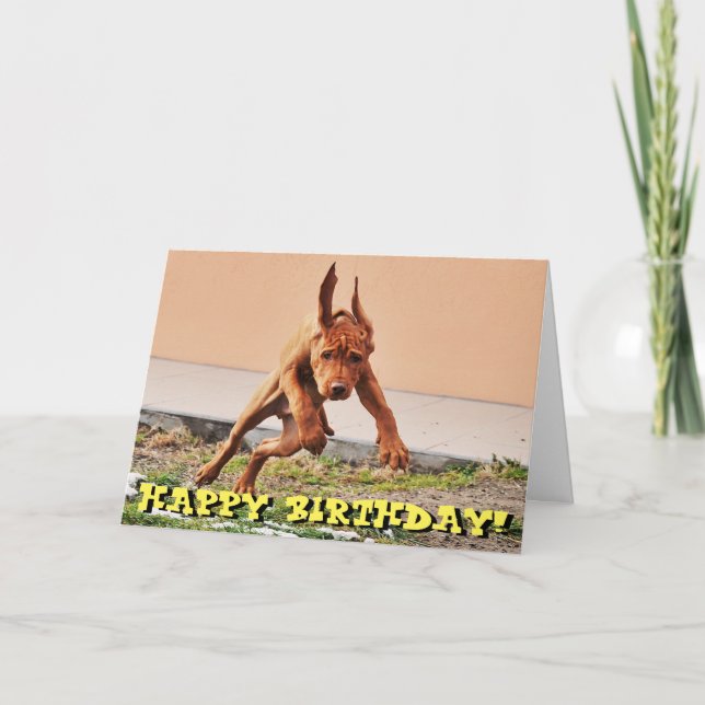 Cartão Funny vizsla puppy birthday card (Frente)