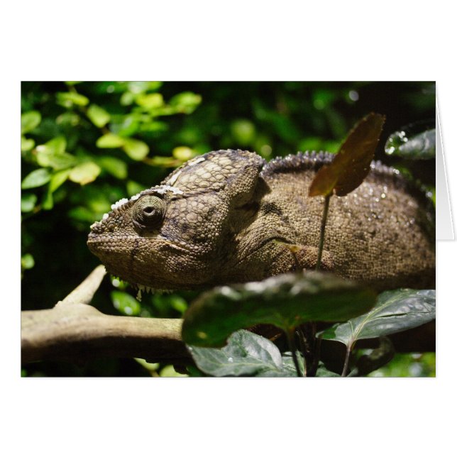 Cartão Furcifer oustaleti (Frente Horizontal)