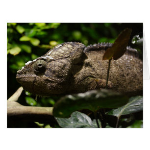 Cartão Furcifer oustaleti