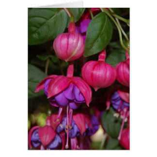 Cartão Fuschia Roxa