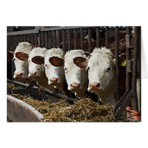 Cartão Gado de Hereford