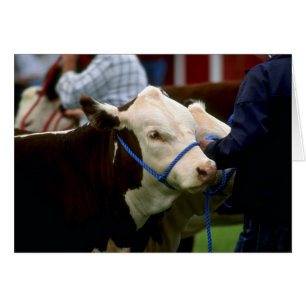 Cartão Gado de Hereford