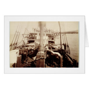 Cartão Gado do transporte no "W.G. Salão", Havaí, 1890s