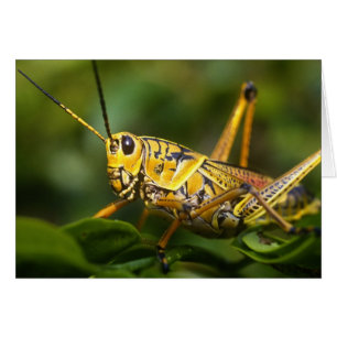 Cartão Gafanhoto, Parque Nacional Everglades, Flórida,