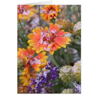 Cartão Gailardia com poeira de neve