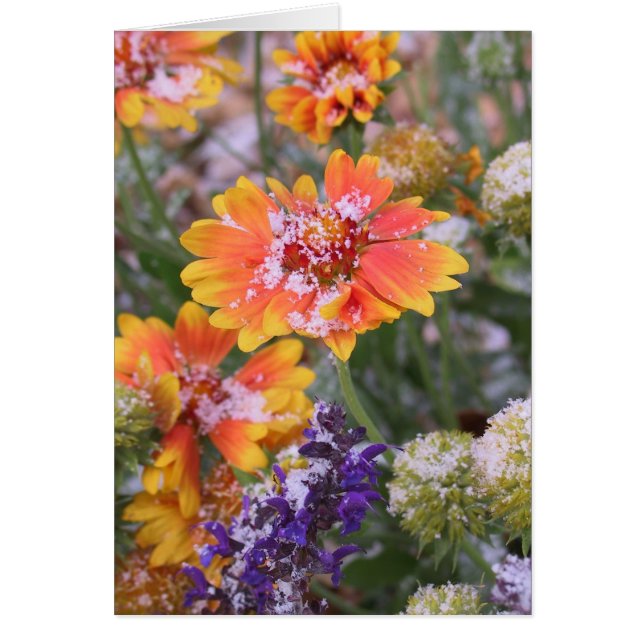 Cartão Gailardia com poeira de neve (Frente)