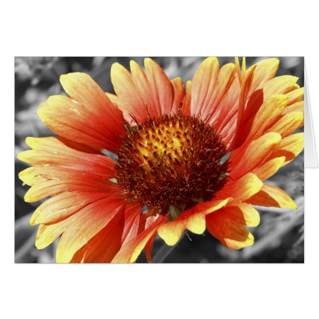 Cartão Gaillardia Banhada pelo Sol (Frente Horizontal)