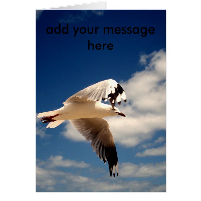 Cartão Gaivota branca, (Frente)