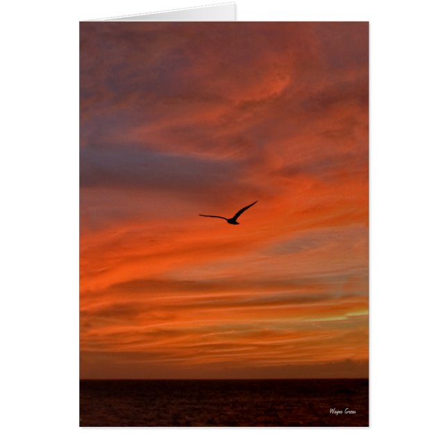 Cartão Gaivota em Sunset - Costa do Texas (Frente)