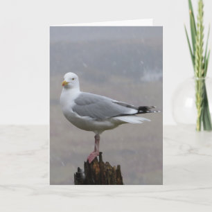 Cartão Gaivota Fofa Empoleirada Paisagem Postural de Made