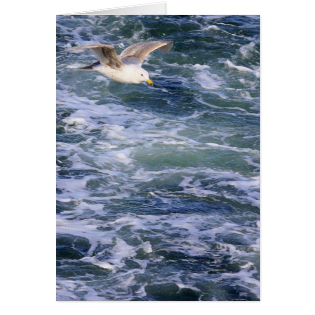 Cartão Gaivota na água (Frente)