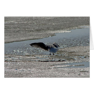 Cartão Gaivota no rio Gelo