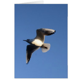 Cartão Gaivota-pequena