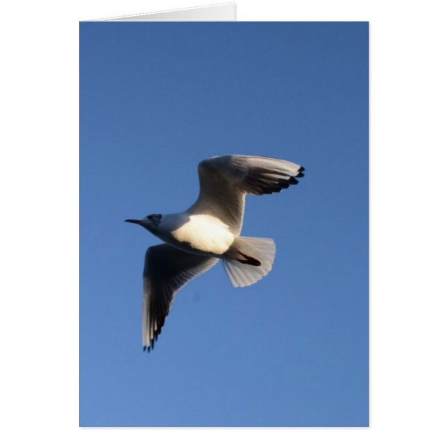 Cartão Gaivota-pequena (Frente)