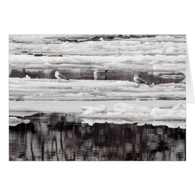 Cartão Gaivotas No Gelo (Frente Horizontal)