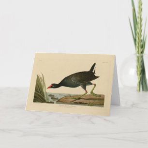 Cartão Galáculo Comum das Aves da América de Audubon