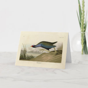 Cartão Galáculo Roxo das Aves da América de Audubon