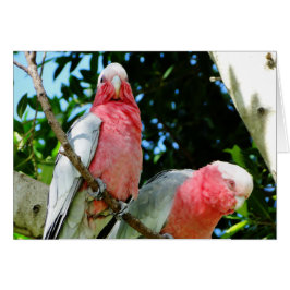 Cartão Galahs (Cockatoos assados por Rosa/roseados)