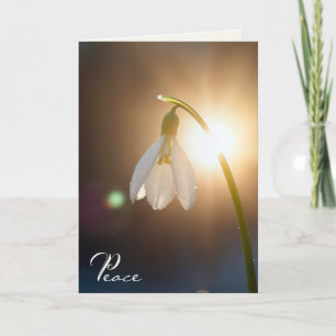 Cartão Galanthus com gotas de orvalho à luz do sol