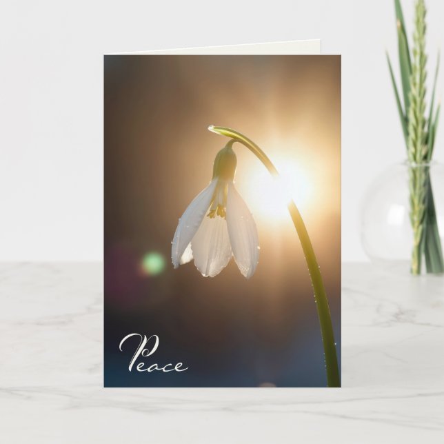 Cartão Galanthus com gotas de orvalho à luz do sol (Frente)