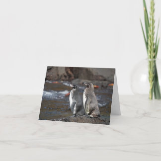 Cartão Galapagos Penguin Pair Greeting Card