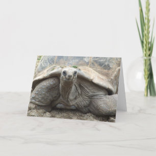 Cartão Galapagos Tortoise Card