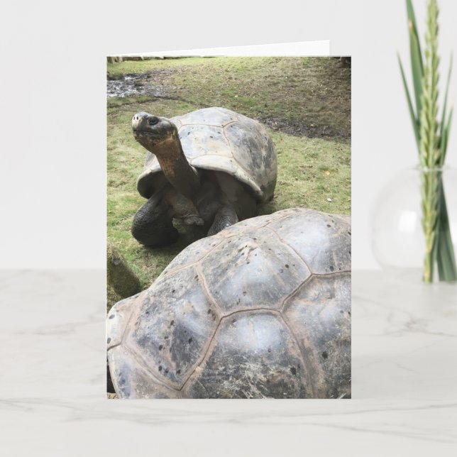 Cartão galapagos tortoise greeting card #2 (blank inside) (Frente)