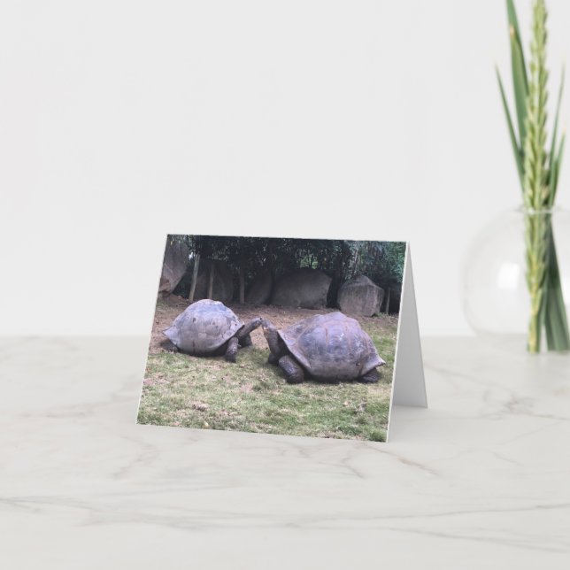 Cartão galapagos tortoise notecard (Frente)