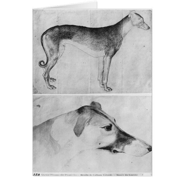 Cartão Galgo e cabeça de um galgo (Frente)