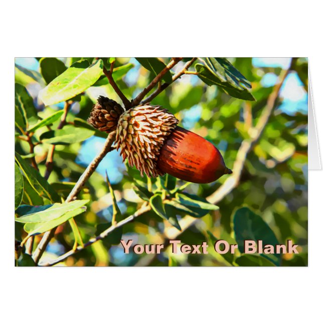 Cartão Galilee Acorn (Frente Horizontal)